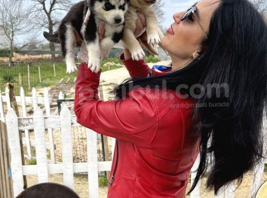 Husky Yavrular Sağlık Ve Irk Garantilidir görsel