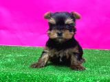 TEACUP YORKSHİRE TERRİER YAVRULAR
