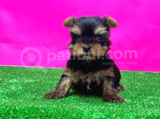 Teacup Yorkshi̇re Terri̇er Yavrular