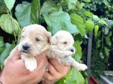 Maltipoo Yavrularım Sağlık Ve Irk Garantilid