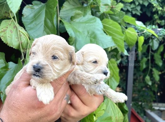 Maltipoo Yavrularım Sağlık Ve Irk Garantilid görsel