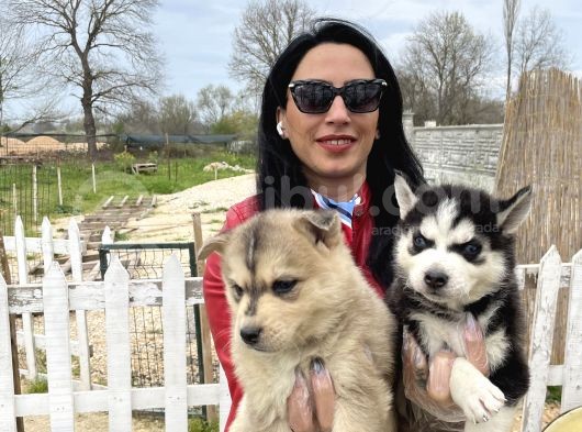 Husky Yavrular Sağlık Ve Irk Garantilidir görsel