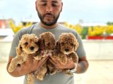 Dünyanın En Akilli Irklarından Olan Poodle Bebeklerimiz