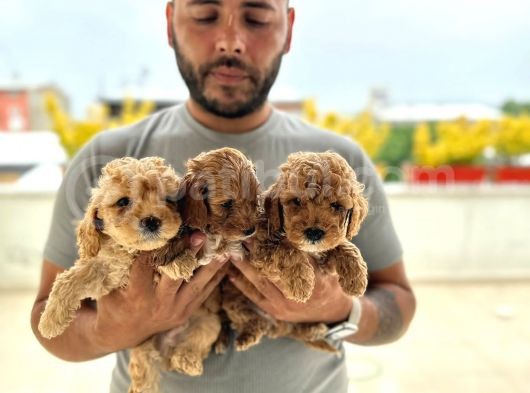 Dünyanın En Akilli Irklarından Olan Poodle Bebeklerimiz görsel