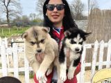 Husky Yavrular Sağlık Ve Irk Garantilidir