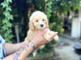 Safkan Malti̇poo Yavrularim Tesli̇me Hazir