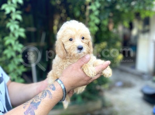 Safkan Malti̇poo Yavrularim Tesli̇me Hazir görsel