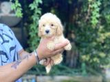 SAFKAN MALTİPOO YAVRULARIM TESLİME HAZIR