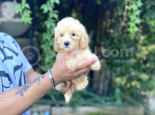 Safkan Malti̇poo Yavrularim Tesli̇me Hazir