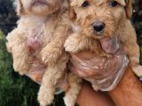 Maltipoo Yavru