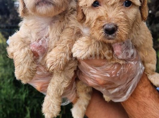 Maltipoo Yavru görsel