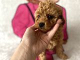 Müthiş Orjinal Irk Toy Poodle Bebeklerim