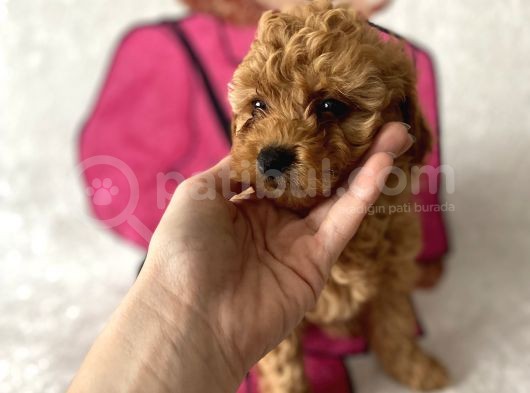 Müthiş Orjinal Irk Toy Poodle Bebeklerim görsel