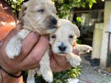 Maltipoo Yavrularım Sağlık Ve Irk Garantilid