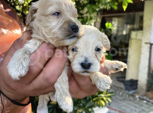 Maltipoo Yavrularım Sağlık Ve Irk Garantilid görsel