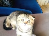 Bu fiyata bu güzellik başka yerde yok black golden tabby prenses