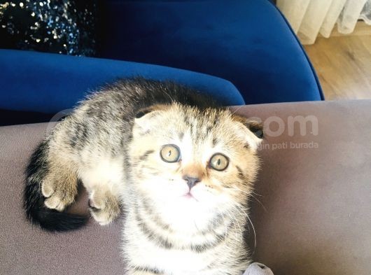 Bu Fiyata Bu Güzellik Başka Yerde Yok Black Golden Tabby Prenses