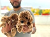 Ev Uretimi Aşılı Poodle Bebeklerimiz