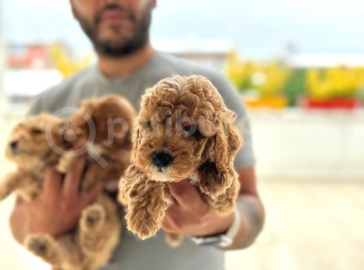 Ev Uretimi Aşılı Poodle Bebeklerimiz görsel