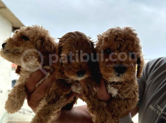 Dünyanın En Akilli Irklarından Olan Poodle Bebeklerimiz görsel