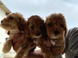 Dünyanın En Akilli Irklarından Olan Poodle Bebeklerimiz