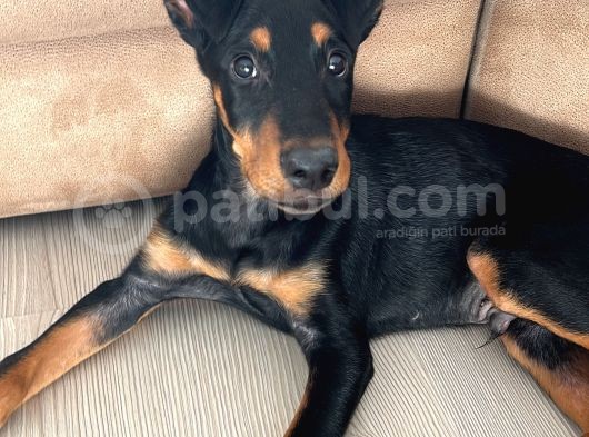 3 Aylık Doberman Yavrusu