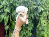 Teacup Büyümeyen Maltese Terri̇er Kore Kan