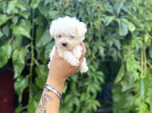 Teacup Büyümeyen Maltese Terri̇er Kore Kan görsel