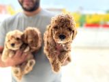 Ev Uretimi Aşılı Poodle Bebeklerimiz