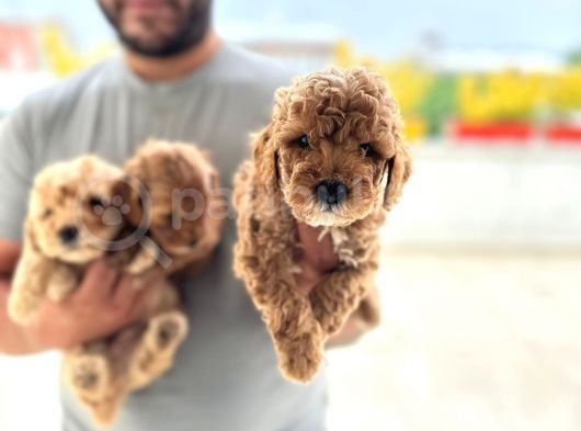 Ev Uretimi Aşılı Poodle Bebeklerimiz görsel