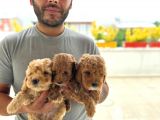 Ev Uretimi Aşılı Poodle Bebeklerimiz