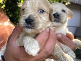 Maltipoo Yavrularım Sağlık Ve Irk Garantilid