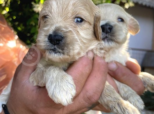 Maltipoo Yavrularım Sağlık Ve Irk Garantilid görsel