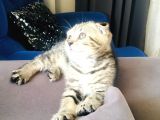 Bu Fiyata Bu Güzellik Başka Yerde Yok Black Golden Tabby Prenses