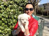 Maltese terrier yavrularım sağlık ve ırk garantilidir