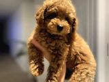 RED TOY POODLE YAVRULARIM