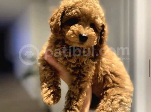 Red Toy Poodle Yavrularim