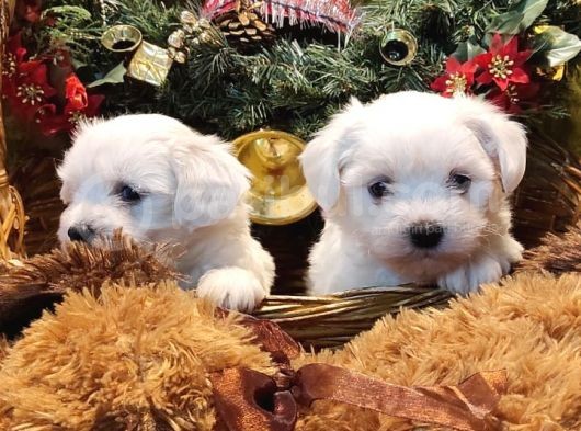 Maltese Terrier Yavrularım Sağlık Ve Irk Garantilidir görsel