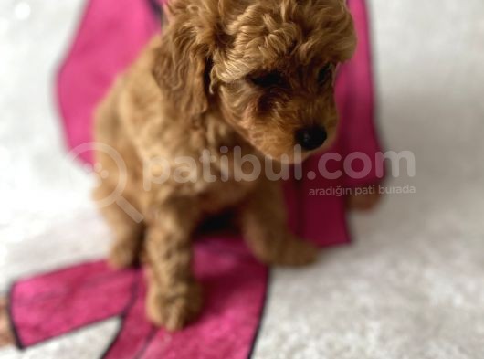 Müthiş Orjinal Irk Toy Poodle Bebeklerim görsel