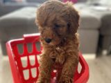 Orjinal Irk Toy Poodle Bebeklerim