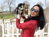 Husky Yavrular Sağlık Ve Irk Garantilidir