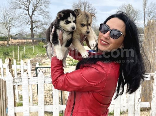 Husky Yavrular Sağlık Ve Irk Garantilidir görsel