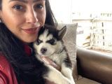 Husky Yavrular Sağlık Ve Irk Garantilidir