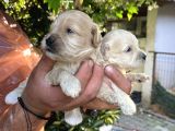 Maltipoo Yavrularım Sağlık Ve Irk Garantilid