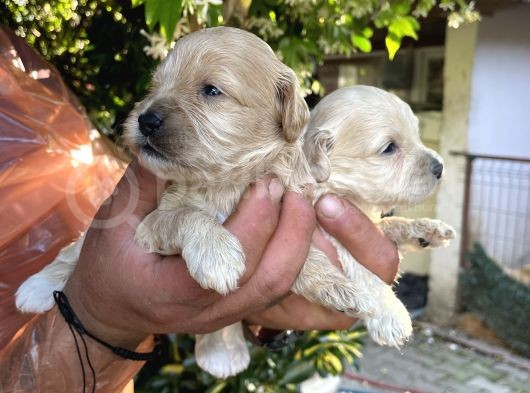 Maltipoo Yavrularım Sağlık Ve Irk Garantilid görsel