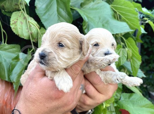 Maltipoo Yavrularım Sağlık Ve Irk Garantilid görsel