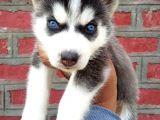 EŞSİZ GÜZELLİKTE HUSKY YAVRULAR