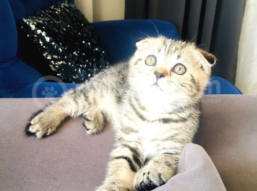 Bu Fiyata Bu Güzellik Başka Yerde Yok Black Golden Tabby Prenses görsel