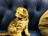 Bu Fiyata Bu Güzellik Başka Yerde Yok Black Golden Tabby Prenses