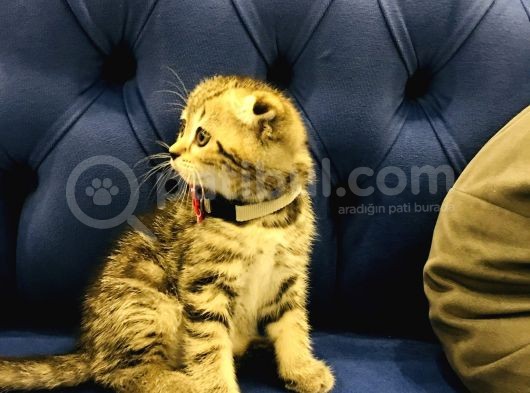 Bu Fiyata Bu Güzellik Başka Yerde Yok Black Golden Tabby Prenses görsel